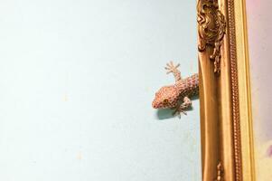 een groot gekko klampt zich vast naar een cement muur en leeft achter een afbeelding kader. foto