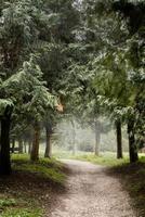 pad in het mistige dennenbos foto