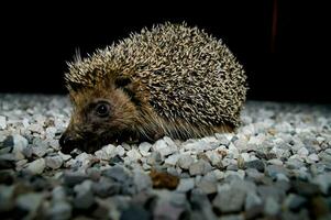 een egel is wandelen Aan grind en grind foto