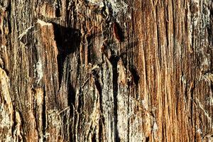 een dichtbij omhoog van een hout paneel met sommige verf foto