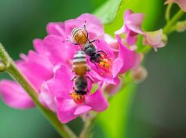 bijen bestuiven roze bloem foto