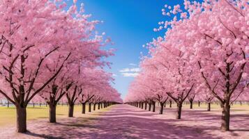 ai gegenereerd een veld- van roze kers bloesem bomen in vol bloeien tegen een blauw lucht foto