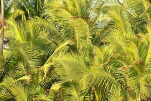 een groep van palm bomen met groen bladeren foto