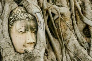 een Boeddha hoofd is verborgen in de wortels van een boom foto