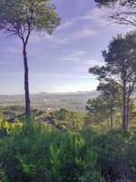 betoverend stadsgezichten en pijnboom bossen foto