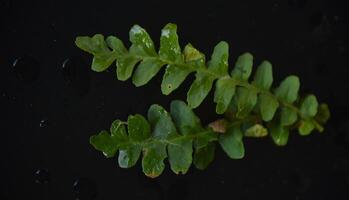 groene bladeren op zwarte achtergrond foto