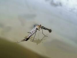 macro van een mug Aan water foto