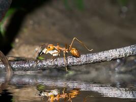 macro van rood mier naar Actie larve dichtbij omhoog Aan de grond in natuur. foto