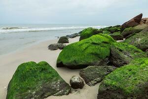 groen algen Aan rotsen Bij de strand. foto