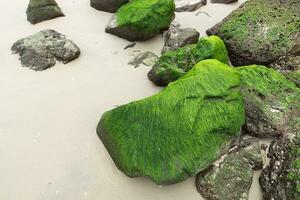 groen algen Aan rotsen Bij de strand. foto