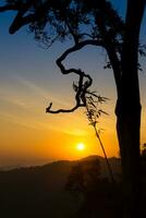 silhouetten van bomen Bij zonsopkomst. foto