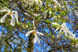 delicaat voorjaar magnolia struiken met schattig wit bloemen in een Woud park foto