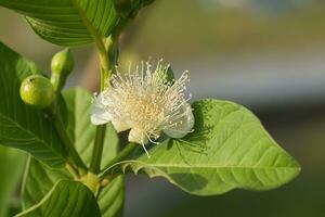 guava bloem Aan boom. foto