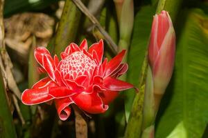 rood bloem van etlingera elatior boom. foto