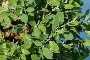 eucalyptus globulus labiel foto