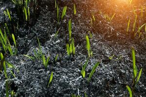 gras bladeren na wezen verbrand. foto