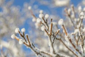 wit pluizig sneeuw aan het bedekken kaal boom takken dichtbij omhoog in vorst zonnig winter dag met Doorzichtig blauw lucht foto