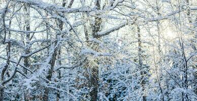 kaal boom takken gedekt door wit pluizig sneeuw en winter zon schijnend door hen in ijzig dag. foto