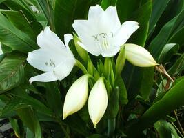 crinum latifolium is een kruidachtig meerjarig bloeiend fabriek in de amaryllis familie. dichtbij omhoog. selectief focus. tropisch mooi wit bloem bloeiend in de tuin foto