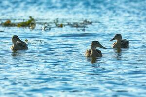 wild eenden Aan de rivier- in zomer tijd. dieren in het wild foto