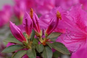 roze azalea bloemen foto