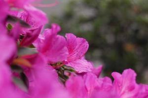 roze azalea bloemen foto