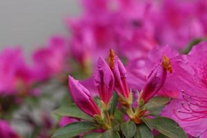 roze azalea bloemen foto