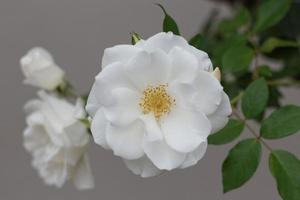 witte rozen en bladeren foto