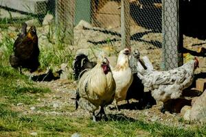 kippen in een pen Bij een boerderij foto