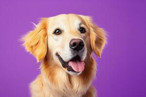 ai gegenereerd een detailopname portret van een gouden retriever puppy Aan een Purper achtergrond foto