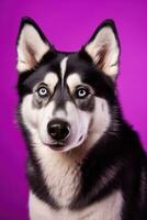 ai gegenereerd een detailopname portret van een schor hond met blauw ogen en een Purper achtergrond foto