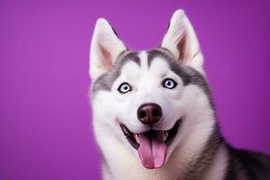 ai gegenereerd een detailopname portret van een schor hond met blauw ogen en een Purper achtergrond foto