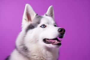 ai gegenereerd een detailopname portret van een schor hond met blauw ogen en een Purper achtergrond foto