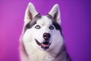 ai gegenereerd een detailopname portret van een schor hond met blauw ogen en een Purper achtergrond foto