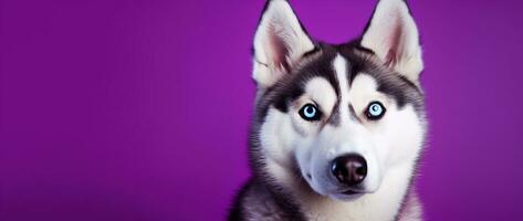 ai gegenereerd een detailopname portret van een schor hond met blauw ogen en een Purper achtergrond foto