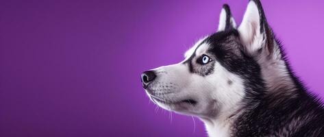 ai gegenereerd een detailopname portret van een schor hond met blauw ogen en een Purper achtergrond foto