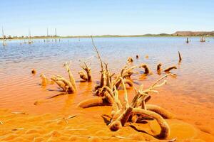 dood bomen in de water met rood algen foto