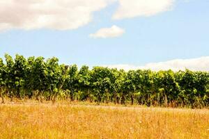een wijngaard met rijen van druiven Aan een zonnig dag foto