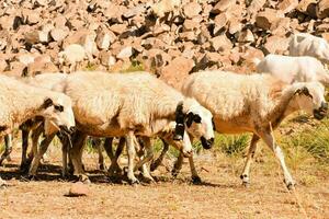 een kudde van schapen begrazing Aan een rotsachtig heuvel foto