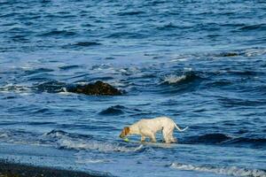 een hond spelen in de oceaan foto