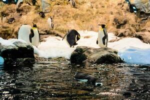 pinguïns zwemmen in een aquarium met rotsen en water foto