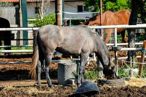 een grijs paard aan het eten in een pen foto