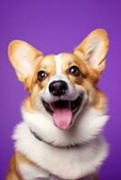 ai gegenereerd schattig welsh corgi hond Aan een Purper achtergrond foto