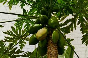 een boom met groen papaja fruit foto