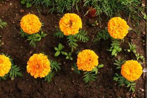 tagetes erecta goudsbloemen glade geel en oranje bloeiende bloemen en knoppen groeien in bloembed. oranje bloemen in de grond, bovenaanzicht foto