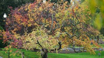 de mooi campus herfst visie met de kleurrijk bomen en bladeren in de regenachtig dag foto