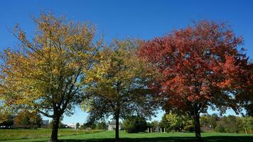 de mooi herfst visie met de kleurrijk bomen en bladeren in de park foto