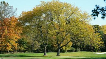 de mooi herfst visie met de kleurrijk bomen en bladeren in de park foto