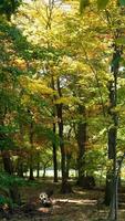 de mooi herfst visie met de kleurrijk bomen en bladeren in de park foto