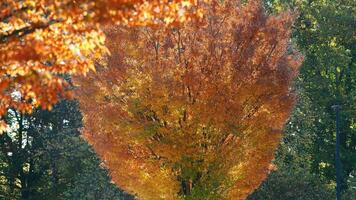 de mooi herfst visie met de kleurrijk bomen en bladeren in de park foto